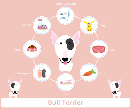 Pet Supplies (bull terrier) infographic on warm background - vector set of icons and illustrationsのイラスト素材