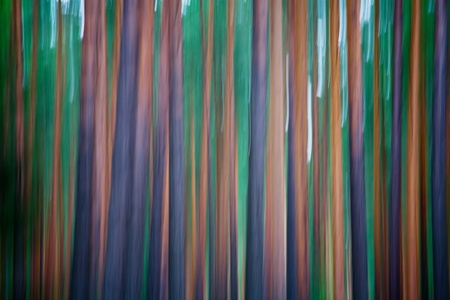 Wood in the summerの写真素材