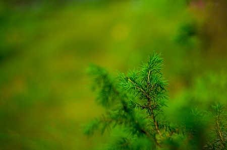 Wood in the summer