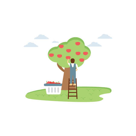 The farmer plucking the fruit from tree.のイラスト素材