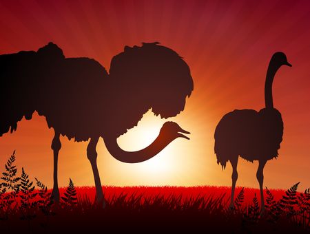 Original Illustration: ostrich on sunset background
AI8 compatible
の写真素材