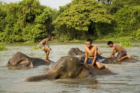 Elephants and kids in a river of Thailandのeditorial素材