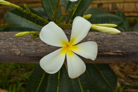 Tropical flowers frangipani on woodの写真素材