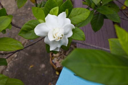 Beautiful White Flower (Gerdenia Crape Jasmine)の写真素材