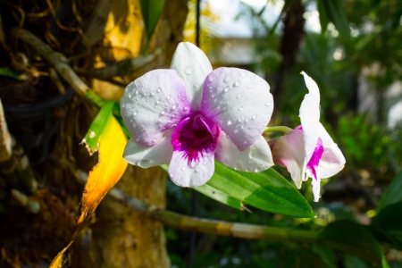 White orchid in the gardenの写真素材
