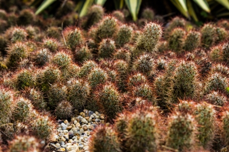 Cactus in the parkの写真素材