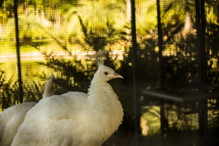 White Peacock India in the parkの写真素材