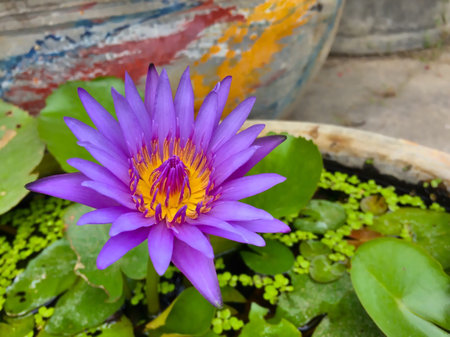 Purple Lotus
