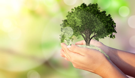 A woman's hands holding a miniature tree. Environmental biodiversity in ecosystem concept. Backdrop...