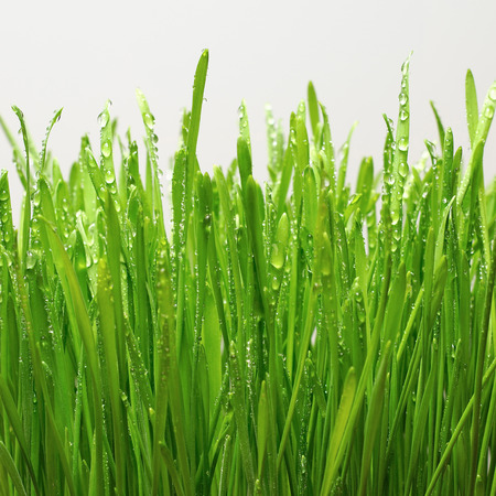 Wheat germ after the rainの写真素材