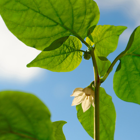 Pepper flower against the blue skyの写真素材