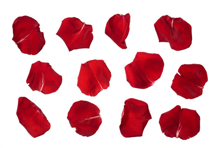 rose petals isolated on whiteの写真素材