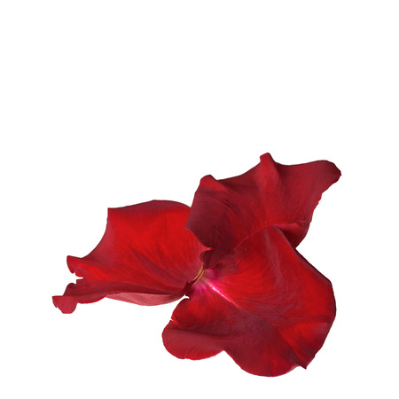 Three rose petals ornament isolated on whiteの写真素材