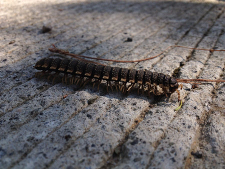 Centipede on cement road