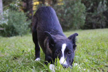 Puppy Dog ââPosing Ready To Play. This image will fit perfectly for any of your projects: web, tv, videos, vlogs, documentaries and other visuals! You can check our catalog.の写真素材