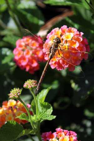 Beautiful Specimen Of Dragonfly Feeding On A Lantana Flower.の写真素材