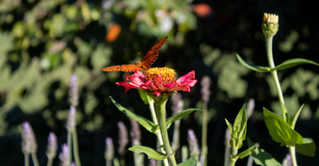 Beautiful Orange Butterfly Taking Flight On A Pink Flower (Danaus)