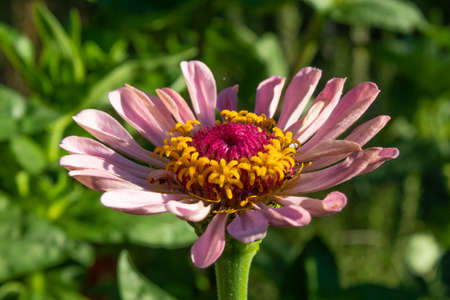 Beautiful Colorful Flower With Anthers (Zinnia) This colorful flora image will work perfectly for any of your projects, you can use it in documentaries, videos, vlogs, websites, tv and other visuals.の写真素材