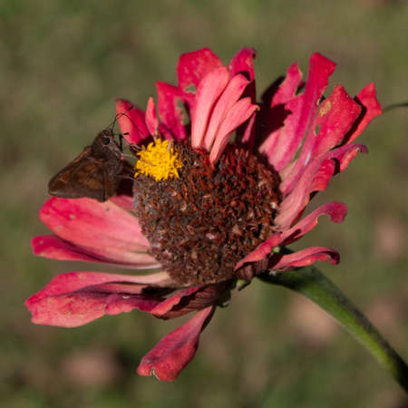 Beautiful Moth Feeding On A Dark Pink Withered Flowerの写真素材