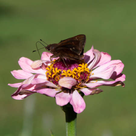 Beautiful Dark Moth Feeding On A Pink Flower. This fauna and flora image will work perfectly for any of your projects, you can use it in documentaries, videos, vlogs, websites, tv and other visuals.の写真素材