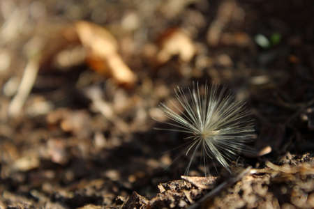 Dandelion (Taraxacum) On Dark Ground In Sunset Light. This flora image will work perfectly for any of your projects, you can use it in documentaries, videos, vlogs, websites, tv and other visuals.の写真素材