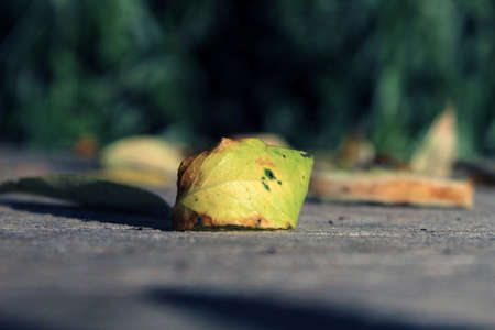 Infected Dry Leaf Marking The Beginning Of Autumn. This colorful flora image will work perfectly for any of your projects, you can use it in documentaries, videos, vlogs, web, tv and other visuals.の写真素材