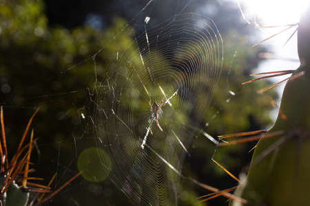 Illuminated Garden Spider On Its Web Between Two Cacti. This image will fit perfectly for any of your projects: web, tv, videos, vlogs, documentaries and other visuals!の写真素材