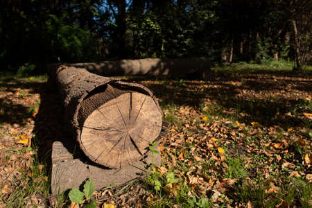 Tree Trunk Used As A Seat In Autumn. This image will fit perfectly for any of your projects: web, tv, videos, vlogs, documentaries and other visuals!の写真素材