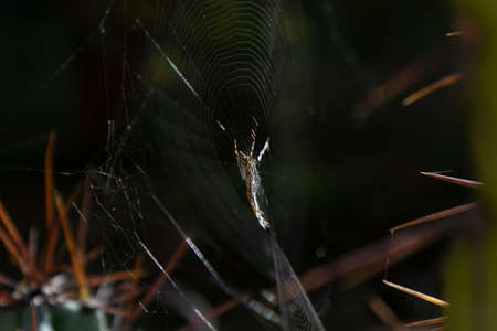 Spider In His Web Between Two Cacti Through The Light. This image will fit perfectly for any of your projects: web, tv, videos, vlogs, documentaries and other visuals!の写真素材