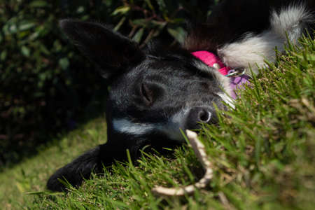 Dog Sleeping On The Grass After Eating A Bone. This image will fit perfectly for any of your projects: web, tv, videos, vlogs, documentaries and other visuals!の写真素材