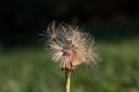Dandelion Losing All Its Seeds.  This flora image will fit perfectly for any of your projects: web, tv, videos, vlogs, documentaries and other visuals!の写真素材