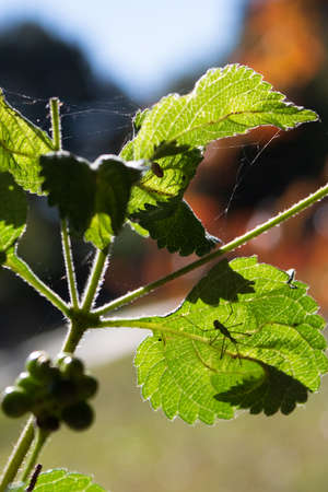 Illuminated Leaf And Fruits With Small Bug Behind Light. This image will fit perfectly for any of your projects: web, tv, videos, vlogs, documentaries and other visuals!の写真素材
