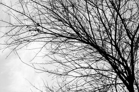 Branch of tree in winter in black and white colorの写真素材