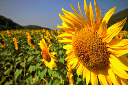 close up of sunflower field の写真素材