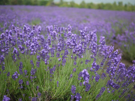 Bunch of Lavender の写真素材