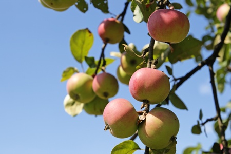 Red apples hang on a branch against the blue skyの写真素材