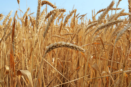 Ripe ear of wheat in the sunny day
