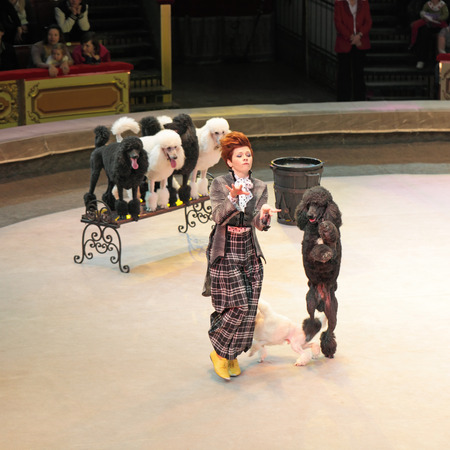 MOSCOW, RUSSIA - NOVEMBER 27: The presentation of the "Golden Buff". The trained dogs of the Moscow State Circus on November 27, 2011 in Moscow, Russiaのeditorial素材