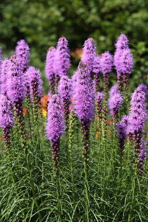 Liatris (Blazing-star, Gay-feather or Button snakeroot) is a genus of ornamental plants in the Asteraceae familyの写真素材