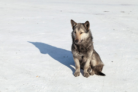A single stray dog sitting on the winter roadの写真素材