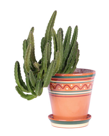 Houseplant stapelia hirsuta in brown clay flowerpot, isolated on white の写真素材