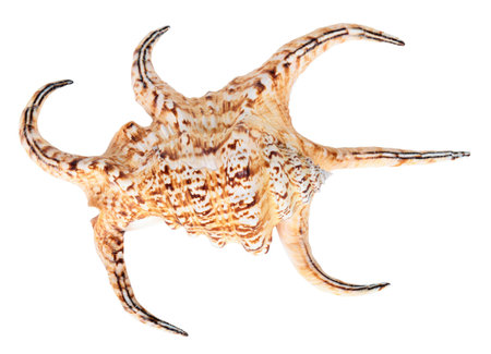 Big sea shell, isolated on a white 