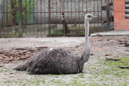 Struthio camelus ostrich の写真素材