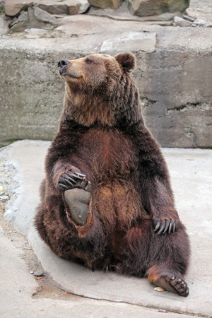 Brown Bear (Ursus arctos) in the zooの写真素材