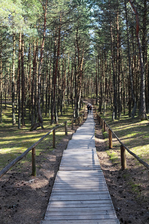 Russia, Kaliningrad region, the Curonian spit, a guided tour of the anomalous zone "Dancing forest"のeditorial素材