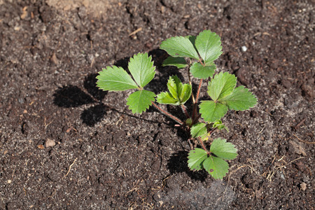 Young sapling strawberries in the earth, the top viewの写真素材
