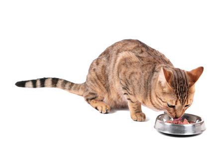 Brown cat breed Bengal (leopard cat - Prionailurus bengalensis) eating from a bowl, isolated on white の写真素材