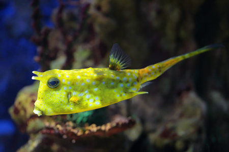 Longhorn cowfish (Lactoria cornuta), underwater photography