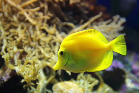 Marine fish Yellow tang (Zebrasoma flavescens), underwater photographyの写真素材
