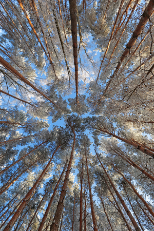 Winter pine wood, bottom view of the tree topsの写真素材